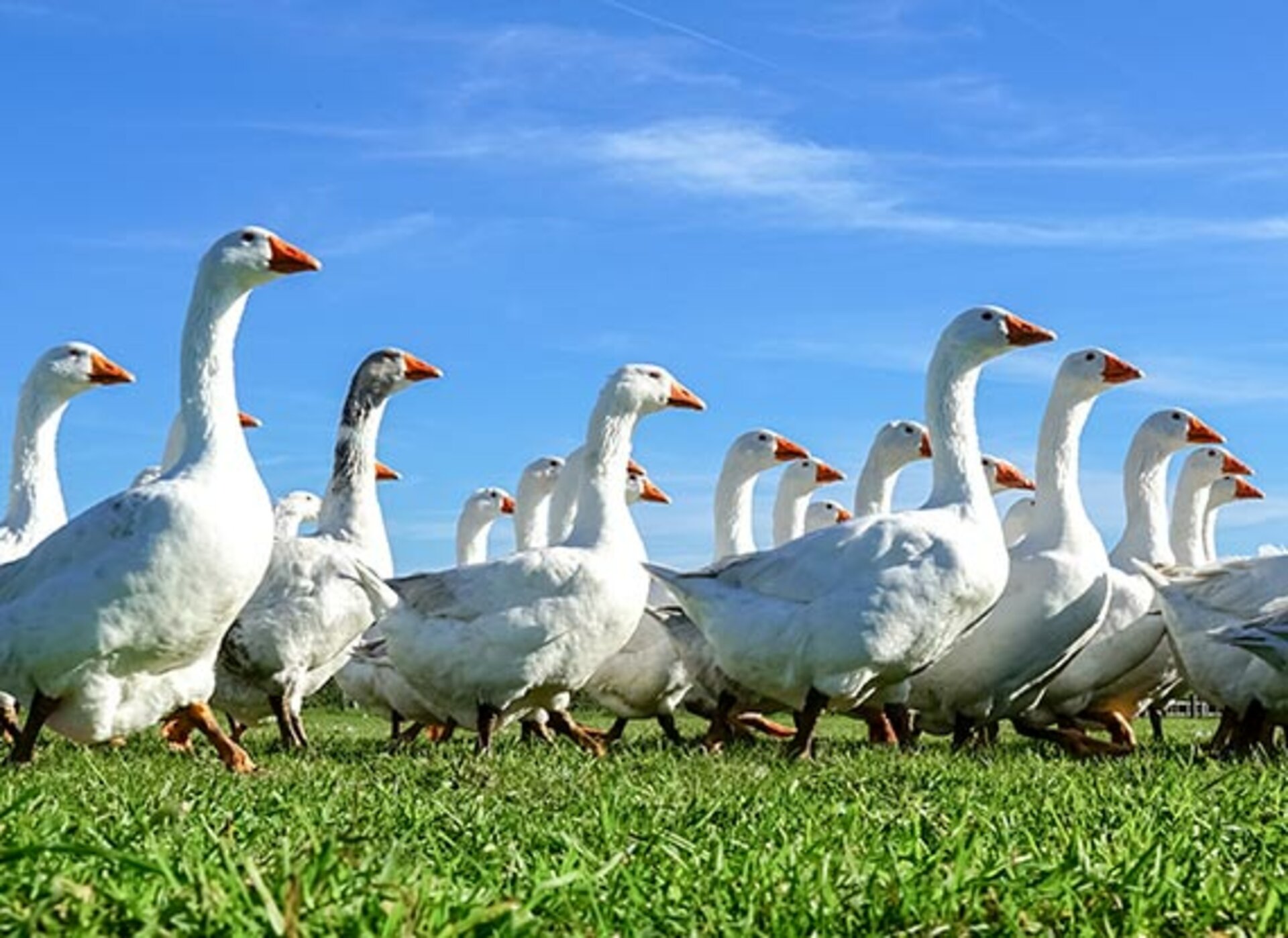 Eine Herde Gänse läuft nach rechts