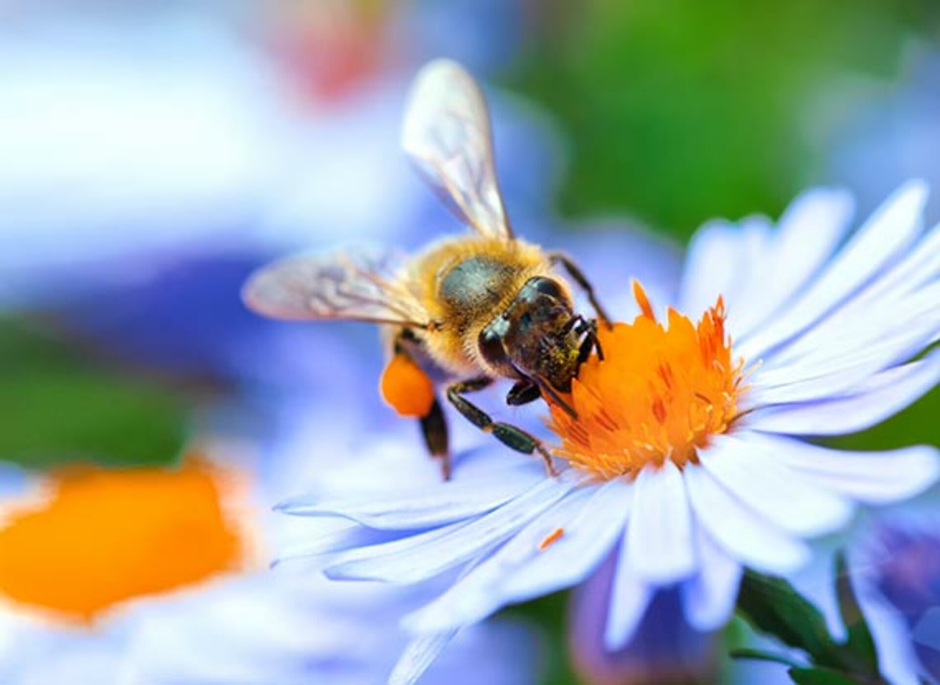 Eine Biene erntet Nektar auf einer Blume